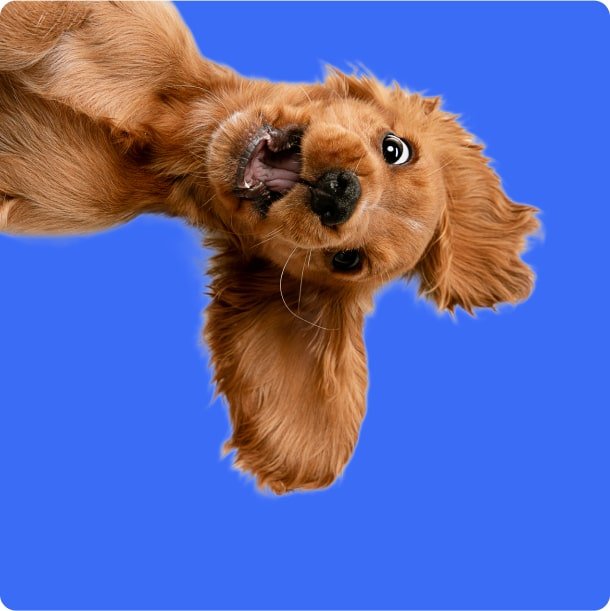 a dog coming in from the top left with a look of surprise and dangling ears, on a bright blue background