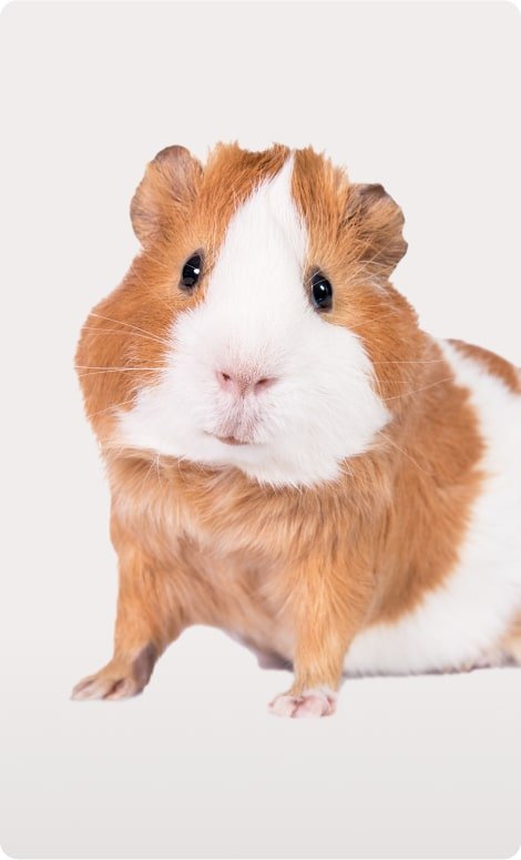 a guinea pig looking at the camera