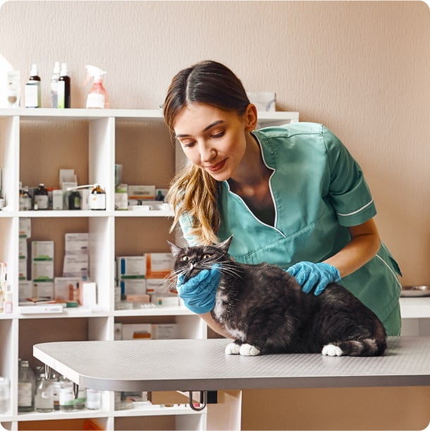 a female vet holding and examining a black and white cat on a vet table